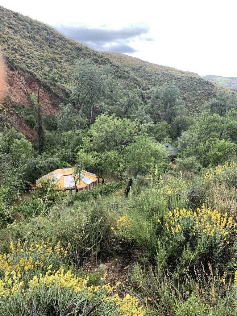 Lush green plants in the arid landscape of Valle de Sensaciones